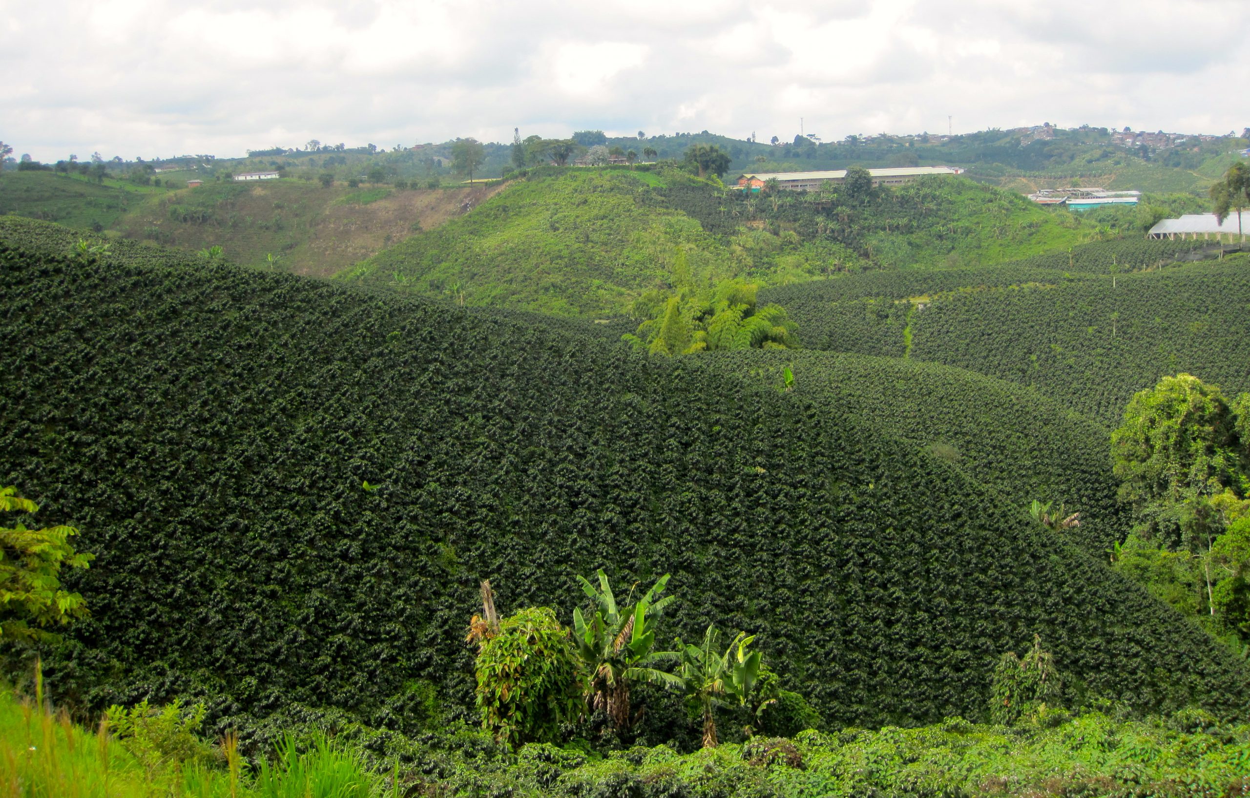 Single Origin - Colombia – Light Roast - Image 4